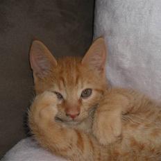 Huskat Edward / Eddie