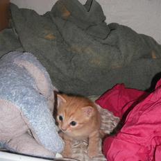 Huskat Edward / Eddie