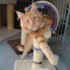 Maine Coon Princess *solgt*