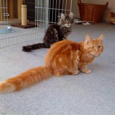 Maine Coon Princess *solgt*