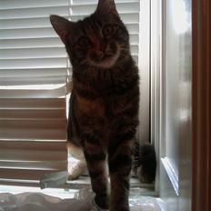 Blanding af racer Misha