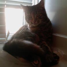 Blanding af racer Misha