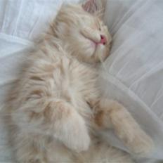 Blanding af racer Nemo