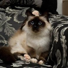 Hellig Birma Shengo Chantel - aka Coco