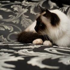 Hellig Birma Shengo Chantel - aka Coco