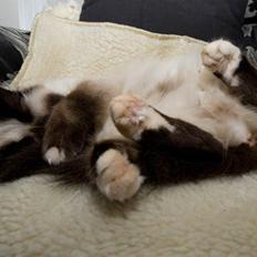 Hellig Birma Shengo Chantel - aka Coco