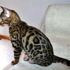 Bengal Bindi bengals Raman
