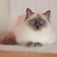 Ragdoll Big-Bang Rainbow Isabella