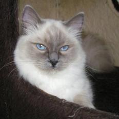 Ragdoll Big-Bang Rainbow Isabella