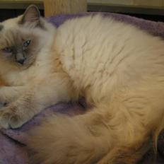 Ragdoll Big-Bang Rainbow Isabella