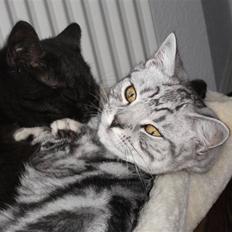 British Shorthair Enzo