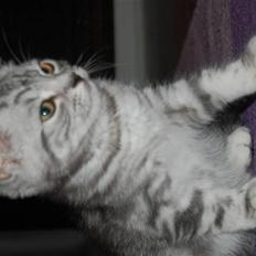 British Shorthair Enzo