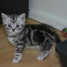 British Shorthair Enzo