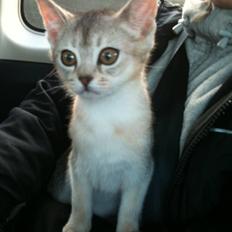 Abyssinier Silver Kama af Freden 