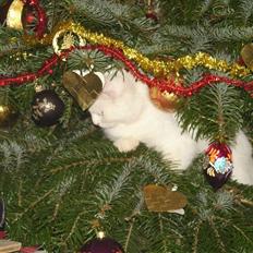 Tyrkisk Angora Lily White von Isadora