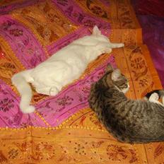 Tyrkisk Angora Lily White von Isadora