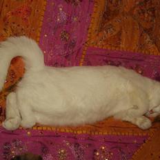 Tyrkisk Angora Lily White von Isadora