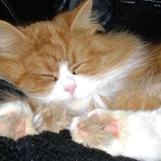 Blanding af racer Charlie