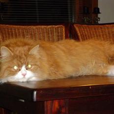 Blanding af racer Charlie