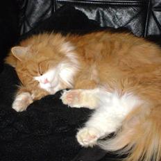 Blanding af racer Charlie