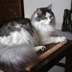 Blanding af racer Minimis ( <3  himmel kat) 