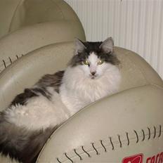 Blanding af racer Minimis ( <3  himmel kat) 