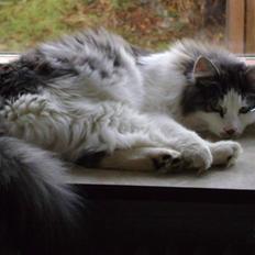 Blanding af racer Minimis ( <3  himmel kat) 