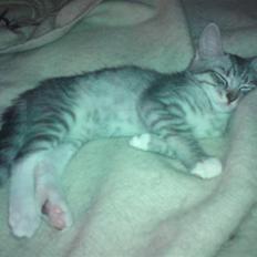 Blanding af racer Gizmo