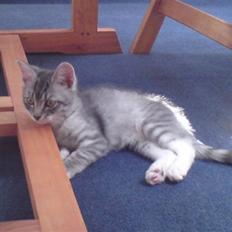 Blanding af racer Gizmo