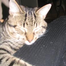 Huskat Pjevs R.I.P <3