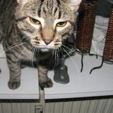 Huskat Pjevs R.I.P <3