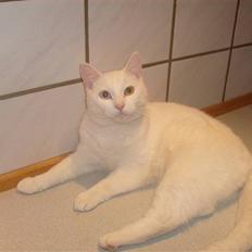 Blanding af racer Gizmo