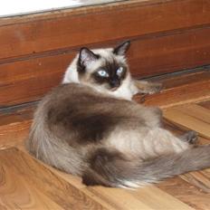 Ragdoll S* Chorotegas Wild Africa