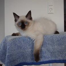 Ragdoll S* Chorotegas Wild Africa