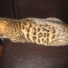 Bengal Bagheera