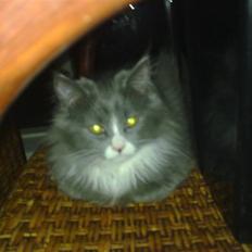 Blanding af racer Candy reseveret :)