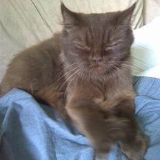 Blanding af racer Alberte