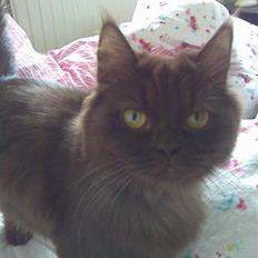 Blanding af racer Alberte