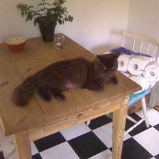 Blanding af racer Alberte