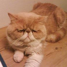 Exotic Jønke basse pedersen