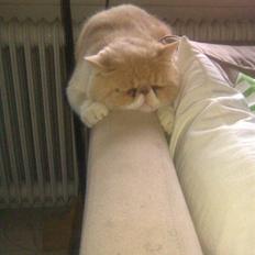 Exotic Jønke basse pedersen