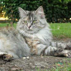 Norsk Skovkat Missya