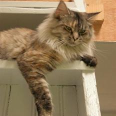 Norsk Skovkat Missya