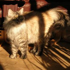 Norsk Skovkat Missya