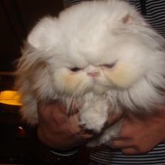 Perser Taragona's Cool Breeze