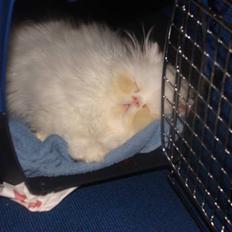 Perser Taragona's Cool Breeze