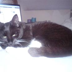 Huskat Prinsessen *INTERNAT*