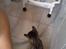 Huskat Gammel Nok - Han synes lige badet var utroligt spændende..