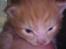 Blanding af racer garfield