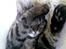Huskat Tiger